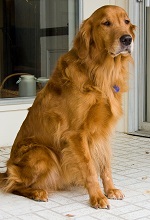 golden retriever