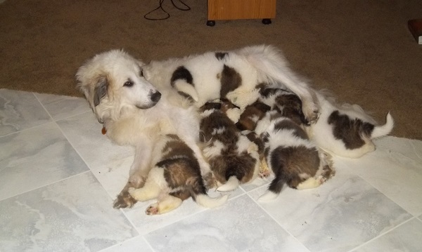 Quanto tempo dura a gestação de uma cachorra?