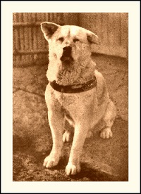 A história do cachorro Hachiko