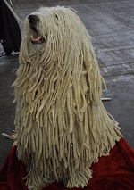 komondor