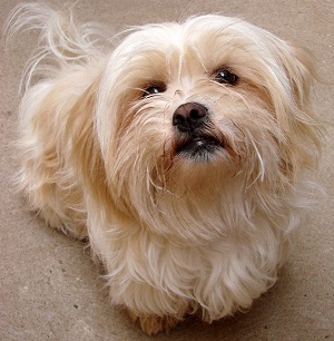 lhasa apso