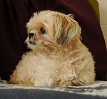 lhasa apso