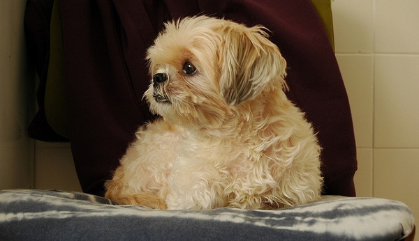 lhasa apso