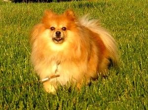 lulu da pomerania