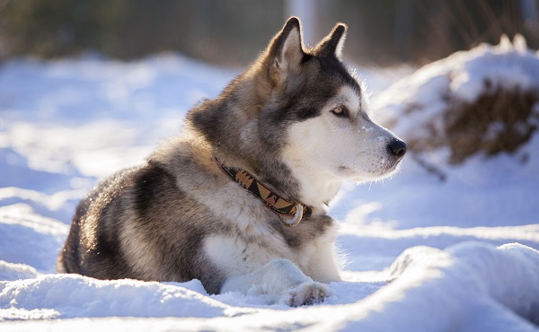 malamute do alasca