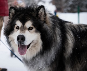 malamute do alasca