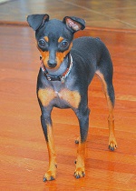 pinscher