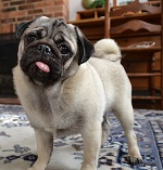 pug