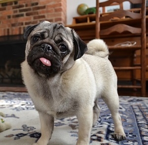 pug