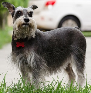 schnauzer