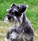 schnauzer