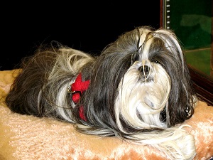 shih tzu