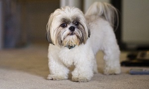 shihtzu