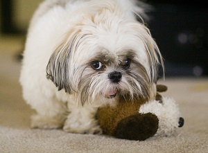 shihtzu