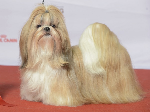 shihtzu