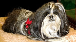 shihtzu