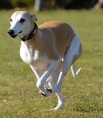 whippet