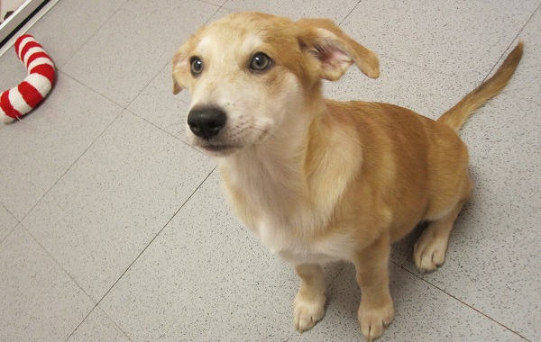 Com quantos meses pode adestrar um cachorro