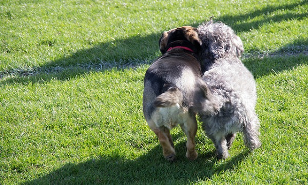 como saber se a cachorra cruzou