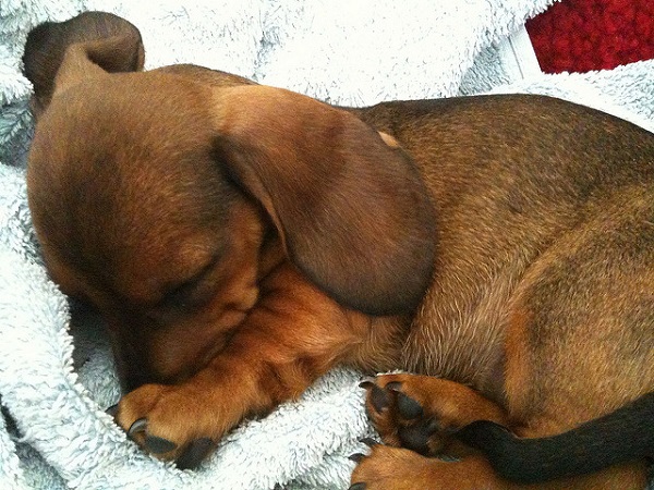 É normal um filhote de cachorro dormir muito