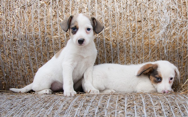 Onde encontrar filhotes de cães para adoção