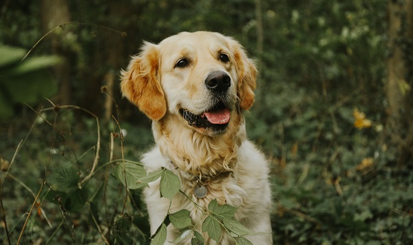 Pode castrar cachorra no cio