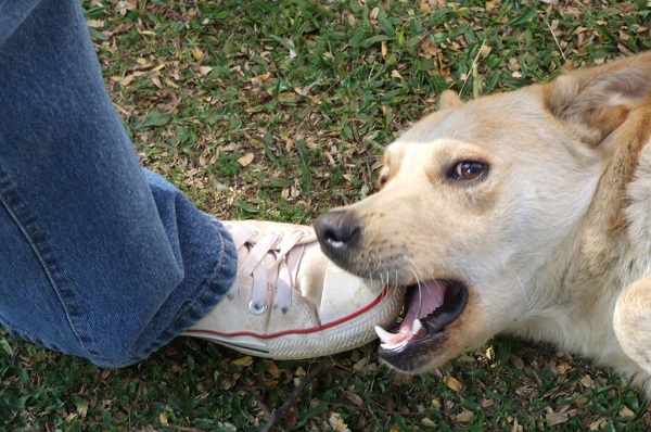 Cachorro mordendo o dono - AdoroCães.com.br - Para Apaixonados Cães!