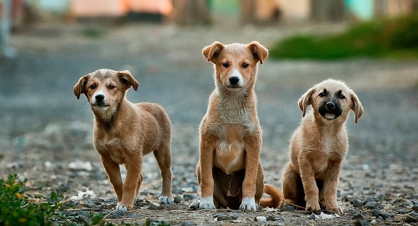 18 nomes para cachorro fêmea e significados - Blog VETEX